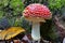 Closeup of a vibrant fly agaric mushroom growing on forest floor