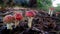 Closeup of vibrant fly agaric mushrooms growing on forest floor