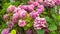 Closeup of a vibrant French hydrangea
in a lush green on a sunny day