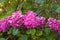 Closeup of a vibrant French hydrangea
in a lush green on a sunny day