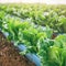 Closeup vibrant, fresh lettuce growing in an organic farm