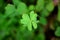 Closeup a vibrant green four-leaf clover in the shamrock field