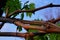 Closeup of a vibrant green leafed tree branch against a crisp blue sky