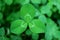 Closeup Vibrant Green Three-leaf Clover with Blurry Clover Field in the Backdrop