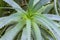 Closeup of vibrant healthy aloe vera plant
