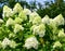 Closeup of a  vibrant Hydrangea 'Limelight' in a lush green with a blurry background