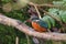 Closeup of a vibrant kingfisher bird perched on a branch of a tree