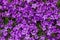 Closeup of vibrant lilac blossoms.