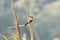 Closeup of a vibrant Long-tailed shrike perched on a plant with a blurry background