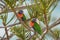 Closeup of vibrant loriini parrots on a tree branch
