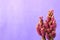 Closeup vibrant magenta mini cactus plants against pastel purple concrete wall