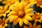 Closeup vibrant Mexican sunflower weed in full bloom