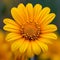 Closeup vibrant Mexican sunflower weed in full bloom