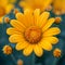 Closeup vibrant Mexican sunflower weed in full bloom