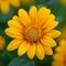 Closeup vibrant Mexican sunflower weed in full bloom