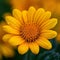 Closeup vibrant Mexican sunflower weed in full bloom