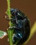 Closeup of a vibrant mint beetle on a green stem in the field