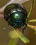 Closeup of a vibrant mint beetle on a green stem in the field