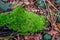 Closeup of vibrant moss growing on a branch in the undergrowth o