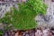 Closeup of vibrant moss growing on a Silver Birch branch in the