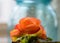 Closeup of vibrant orange mini begonia plant