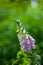 Closeup of vibrant, purple or pink foxglove flowers blossoming and growing in a remote field or home garden. Group of