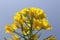 Closeup of vibrant Rapeseed flower illuminated by the warm light of a sunset