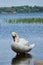 Closeup of a vibrant swan swimming in tranquil water on a sunny day