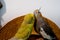 Closeup of vibrant two parrot kissing with a dark background