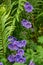 Closeup of vibrant, wild, purple meadow cranesbill flowers blossoming and growing in a remote field, forest, woods or