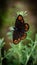 Closeup of  vibrant Woodland ringlet in a lush green with a blurry background