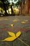 Closeup vibrant yellow fallen autumn leaves on the sidewalk