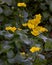 Closeup of vibrant yellow marsh-marigold blooming amongst lush foliage.