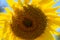 Closeup Vibrant Yellow Sunflower on the Background of Blue Sky