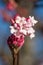 Closeup of a viburnum blossom, blooming in winter season