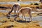 Closeup of vicunas drinking water from a pond in the Atacama Desert, Chile