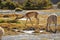 Closeup of vicunas drinking water from a pond in the Atacama Desert, Chile