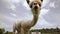 Closeup video of an alpaca eating grass