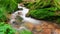 Closeup video of a forest brook