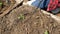 Closeup video of people working with garden tools and cultivating soil. Family digging holes in garden bed for planting