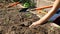 Closeup video of woman cultivating and soil at backyard garden. Farmer digging holes in garden bed with shovel for