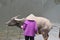 Closeup of a vietnamese woman bathing a water buffalo after work, Vietnam, Hanoi