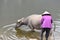 Closeup of a vietnamese woman bathing a water buffalo after work, Vietnam, Hanoi