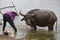 Closeup of a vietnamese woman bathing a water buffalo after work, Vietnam, Hanoi