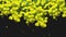 Closeup view of abstract, beautiful, blooming, yellow acacia tree, isolaed on black background. Animation of bright