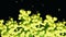 Closeup view of abstract, beautiful, blooming, yellow acacia tree, isolaed on black background. Animation of bright
