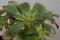 Closeup view of Aeonium Canariense beautiful rosette of green leaves. Succulent plants of Aeonium Arboreum. Succulents