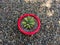 Closeup view of a Agave macroacantha striking plant