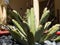 Closeup view of a Agave macroacantha striking plant with narrow blue gray leaves and black spines tips succulent plant closeup