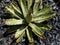 Closeup view of a Agave macroacantha striking plant with narrow blue gray leaves and black spines tips succulent plant closeup